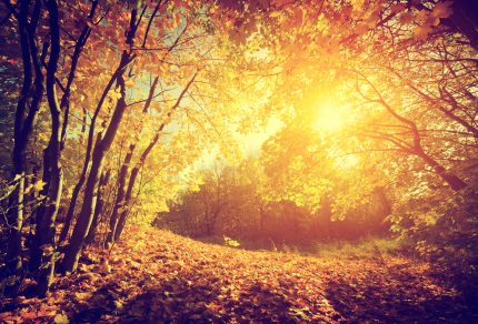 Autumn, fall landscape. Sun shining through red leaves. Vintage photograph style