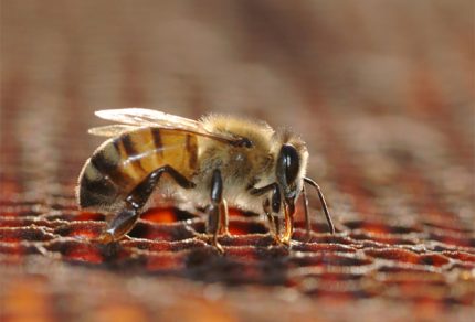 honey bee working on a cell