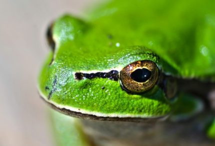 close-up-of-frog-outdoors_1162-55